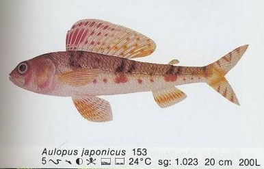 Aulopus japonicus